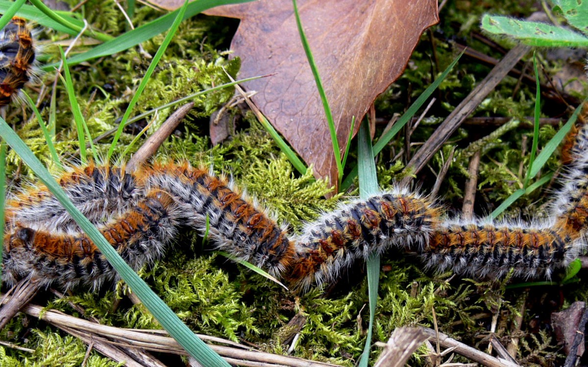 La Chenille Processionnaire Du Pin Durablement Installee En Ile De France Sofraeve