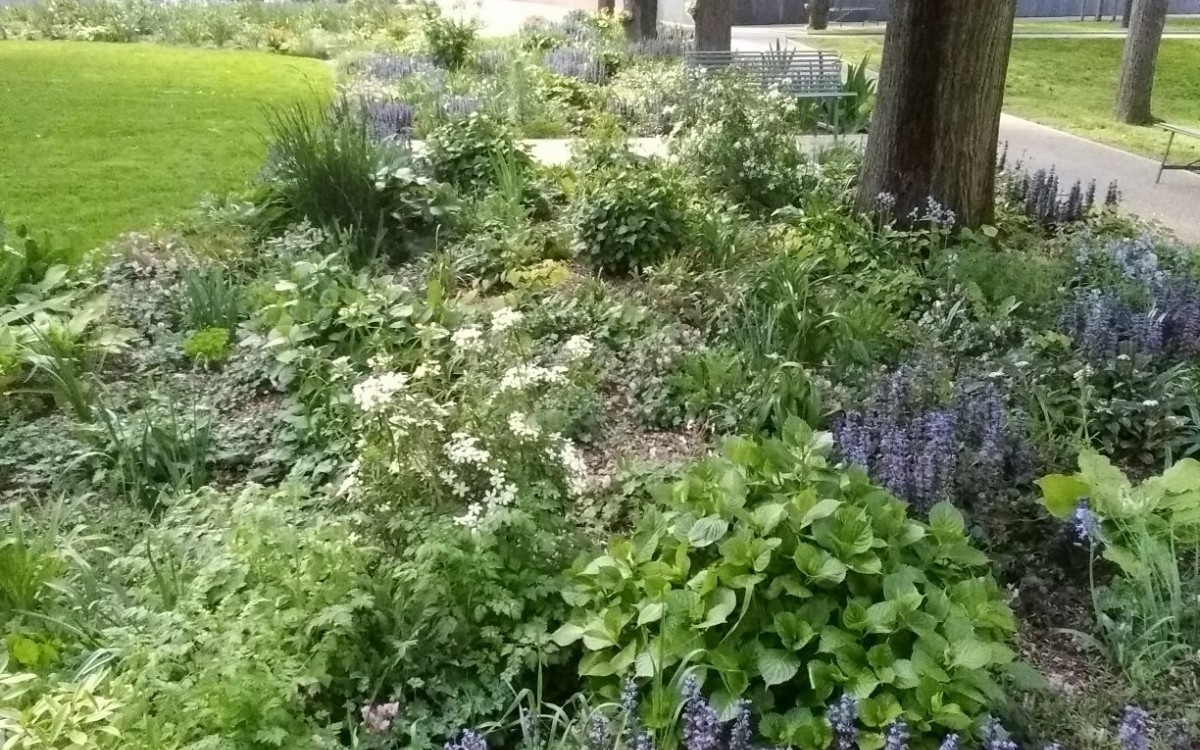 Aménagement paysager d'un Ehpad parisien