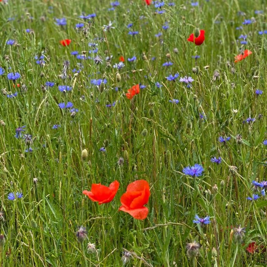 Résidence à Etiolles