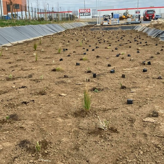 Végétalisation d'un site logistique avec noue de rétention des eaux de pluie