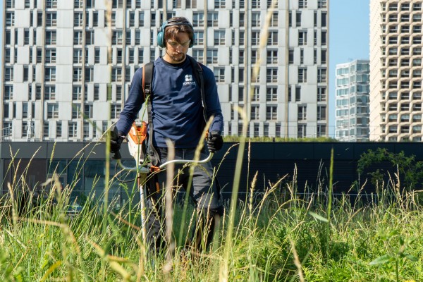 Zone de biodiversité sur un toit-terrasse parisien