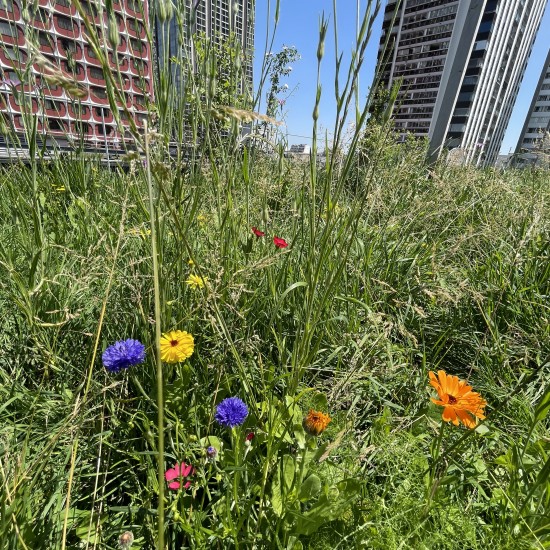 Zone de biodiversité sur un toit-terrasse parisien