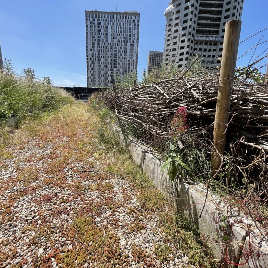 Zone de biodiversité sur un toit-terrasse parisien