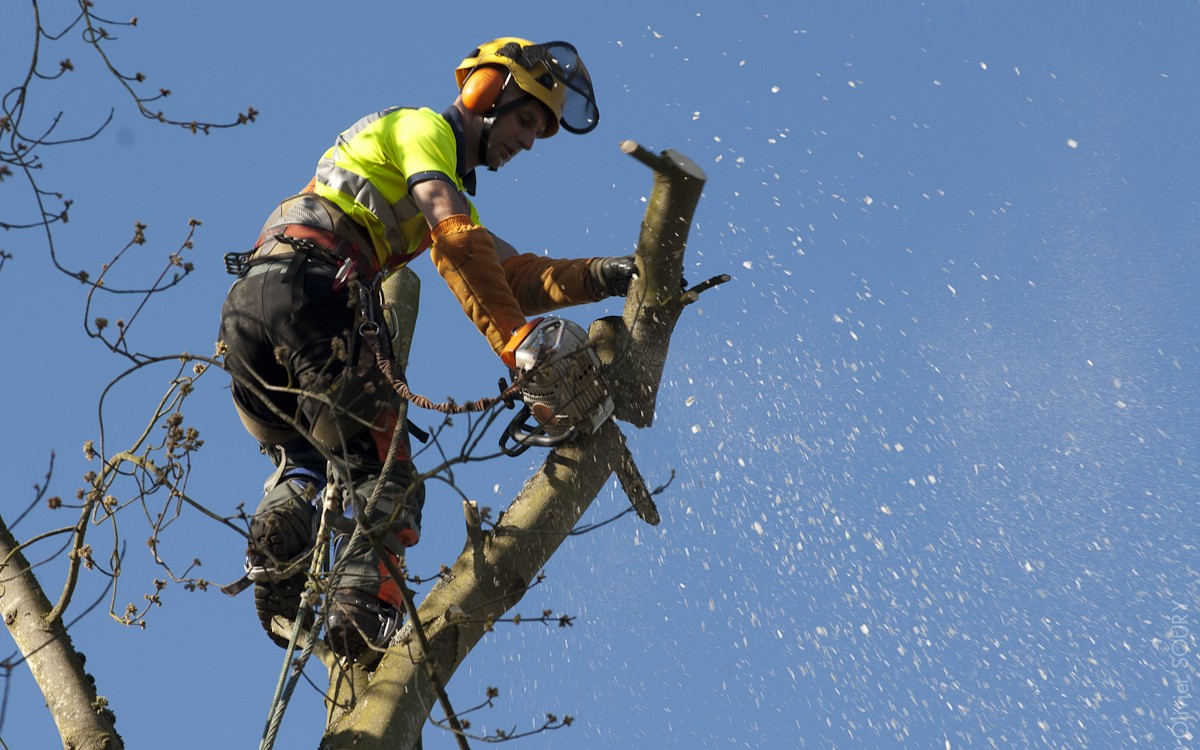 Elagage, abattage, gestion du patrimoine arboré